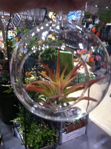 This is an Air Plant in a hand-blown glass globe.Available at the TBG booth at Canada Blooms!